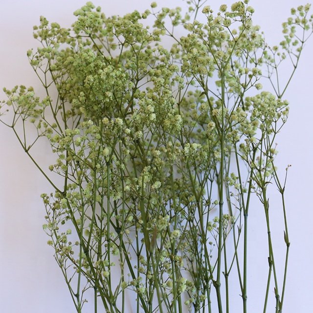 Wholesale Baby Breath Pampas Grass Bouquet Preserved Gypsophila Dried Flowers Multiple Colors Graduation Halloween Easter