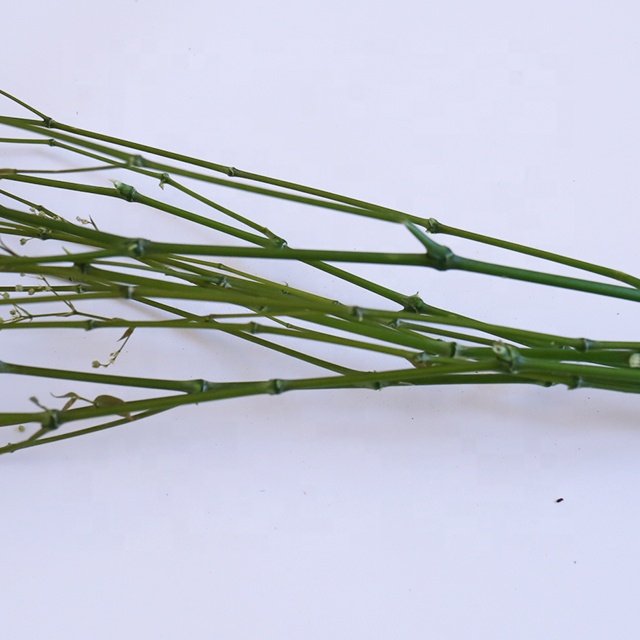 Wholesale Baby Breath Pampas Grass Bouquet Preserved Gypsophila Dried Flowers Multiple Colors Graduation Halloween Easter