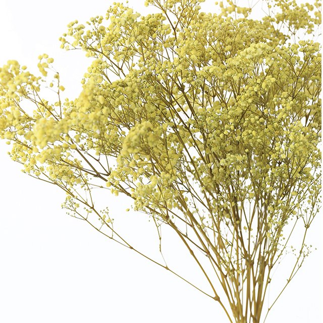 Wholesale Baby Breath Pampas Grass Bouquet Preserved Gypsophila Dried Flowers Multiple Colors Graduation Halloween Easter