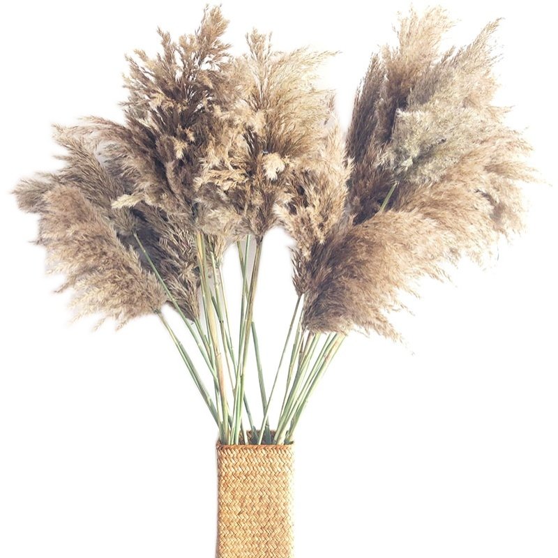 Wholesale Phragmites natural grass pampas dried large tall Pampas Grass decorative flowers & flower ball