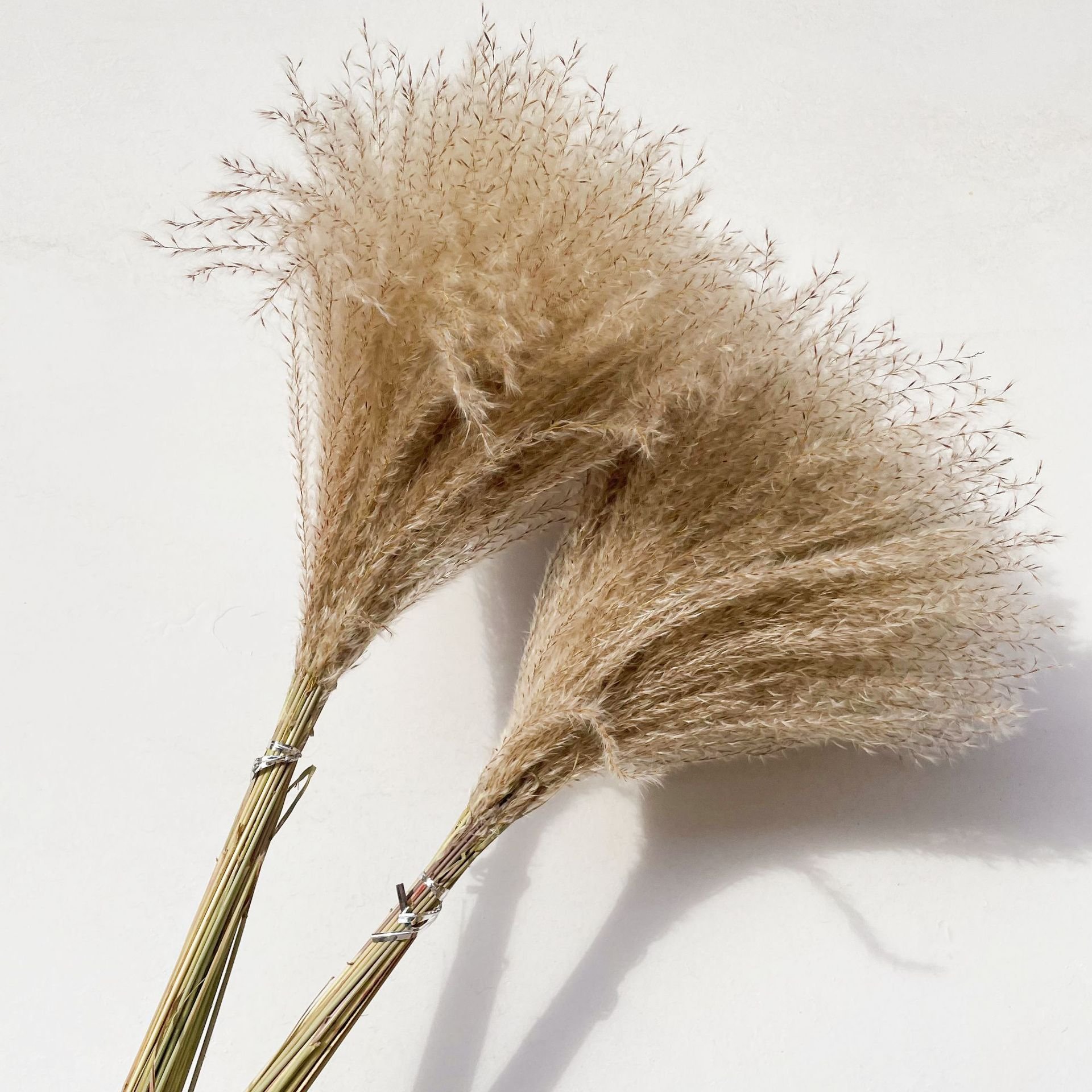 Wholesale indoor home decoration boho natural dried flowers fluffy Pampas grass