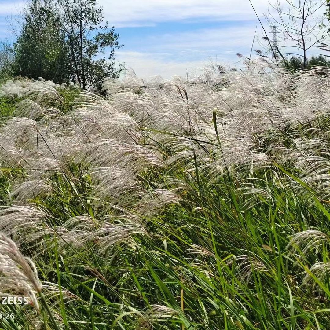 Wholesale indoor home decoration boho natural dried flowers fluffy Pampas grass