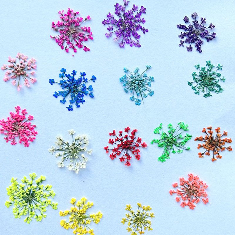 1000PCS Natural Real Flowers Dried Pressed Minoan Lace Dyed Natural DIY Flowers Material