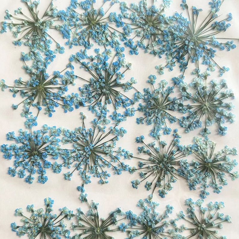 1000PCS Natural Real Flowers Dried Pressed Minoan Lace Dyed Natural DIY Flowers Material