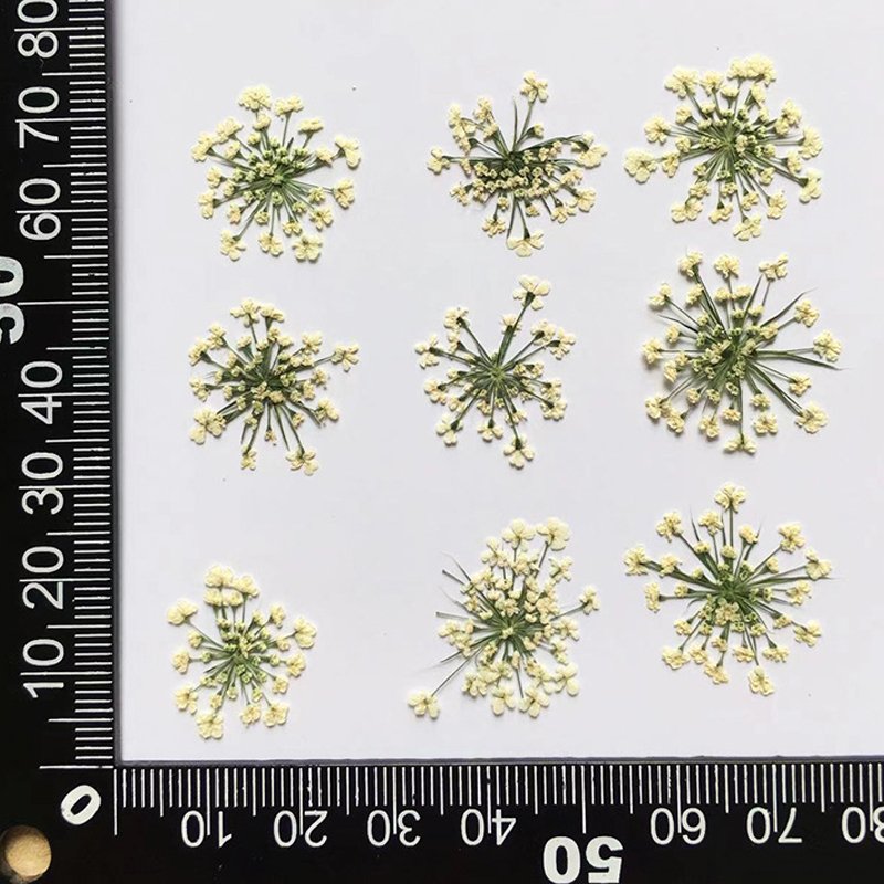 1000PCS Natural Real Flowers Dried Pressed Minoan Lace Dyed Natural DIY Flowers Material
