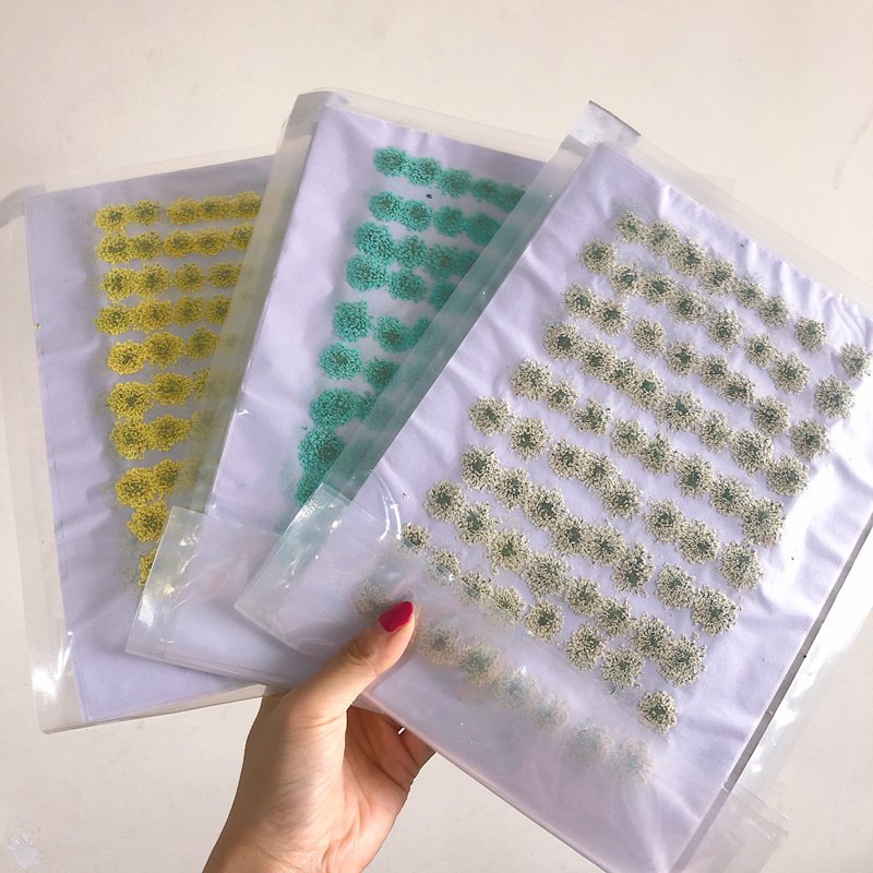 Hot selling real dried flowers pressed flowers babysbreath for Nail decoration