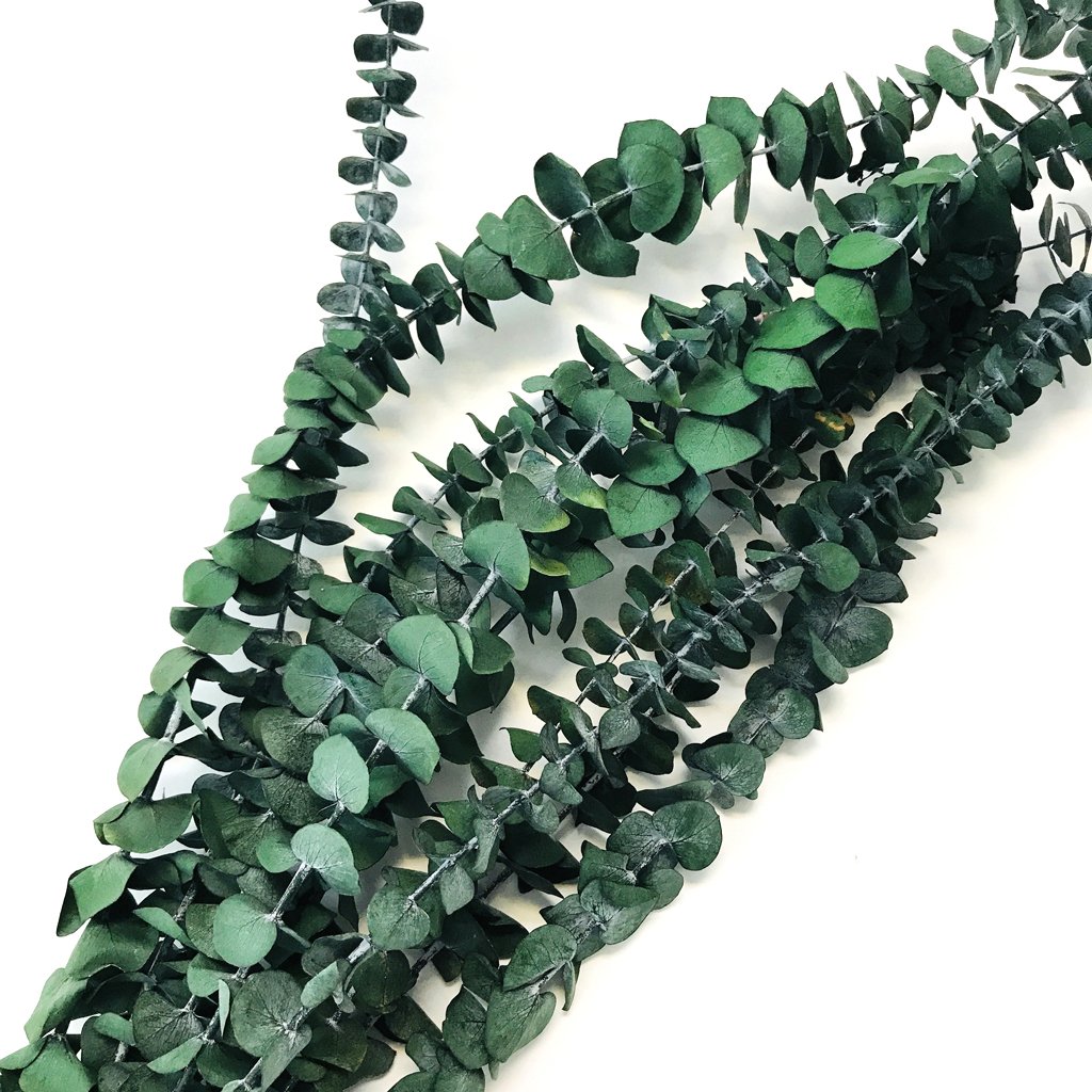 Wedding Decoration High Quality Green Baby Eucalyptus Coin Leaves Bouquet Real Natural Dried Preserved Eucalyptus
