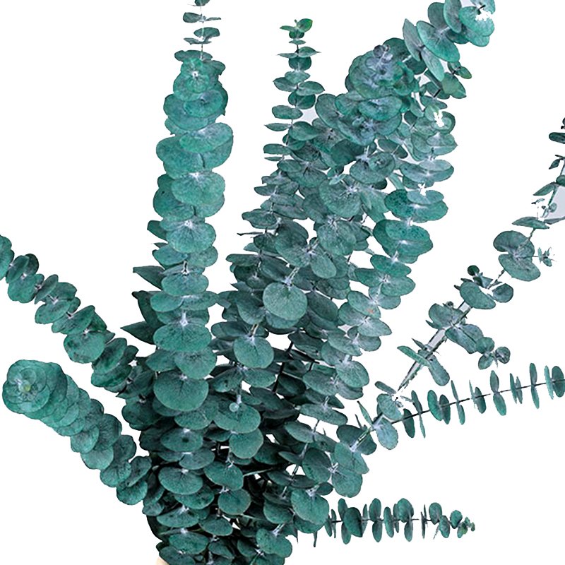 Wedding Decoration High Quality Green Baby Eucalyptus Coin Leaves Bouquet Real Natural Dried Preserved Eucalyptus