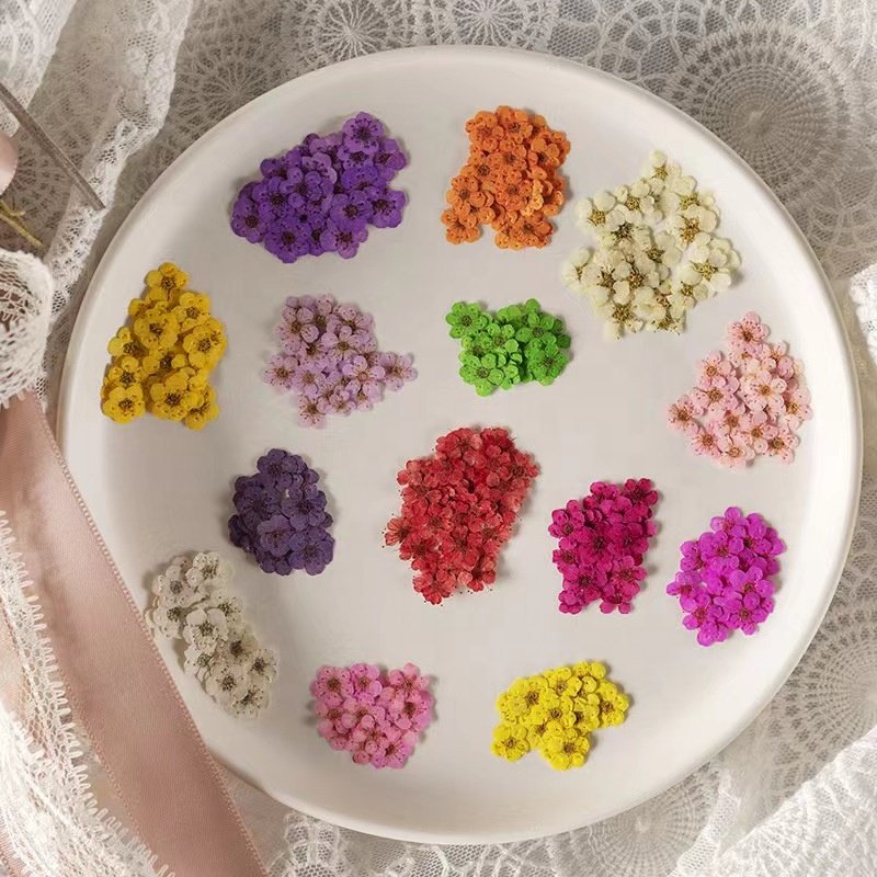 MNR2020 mini size multi colors dried narcisuss flowers for making nail arts