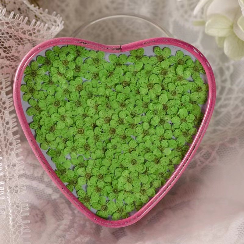 MNR2020 mini size multi colors dried narcisuss flowers for making nail arts