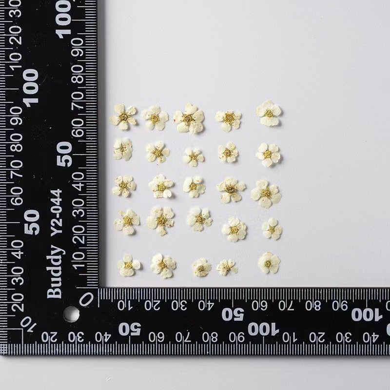 MNR2020 mini size multi colors dried narcisuss flowers for making nail arts