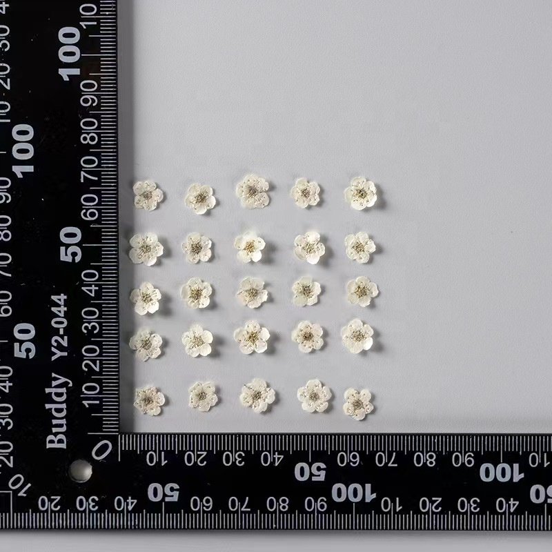 MNR2020 mini size multi colors dried narcisuss flowers for making nail arts