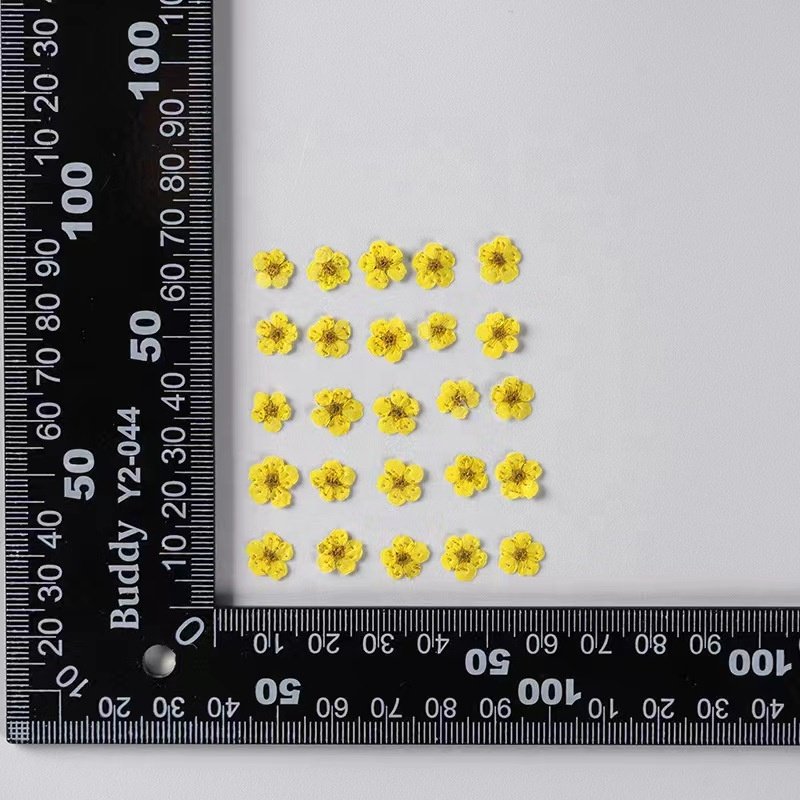MNR2020 mini size multi colors dried narcisuss flowers for making nail arts