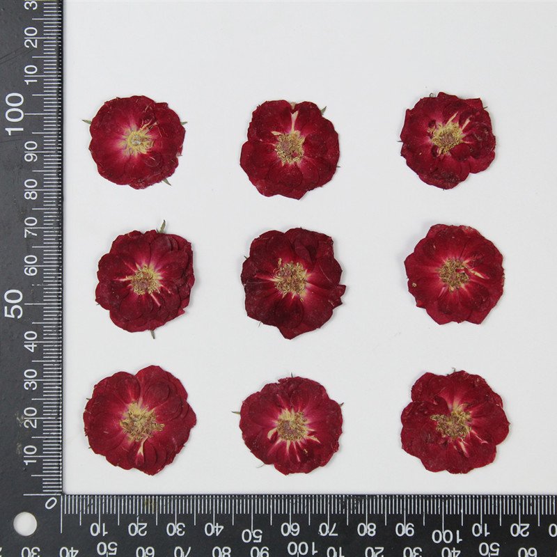 Wholesale Price DIY Pressed Dried Dried Flower Petal Pressed Flower Rose Petals For Diy Epoxy Resin Floral Use