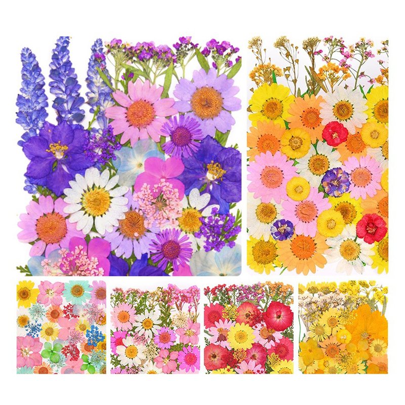 Handicraft Flower Press Bulk Mixed Pack Fresh Real Pressed Natural dried Flowers Dried Pressed Flower for resin