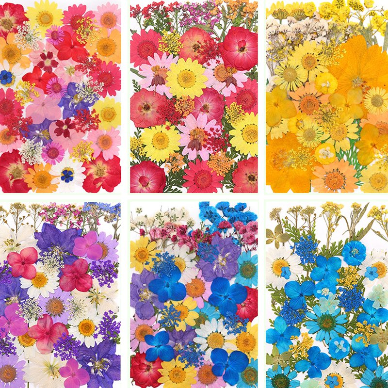 Handicraft Flower Press Bulk Mixed Pack Fresh Real Pressed Natural dried Flowers Dried Pressed Flower for resin