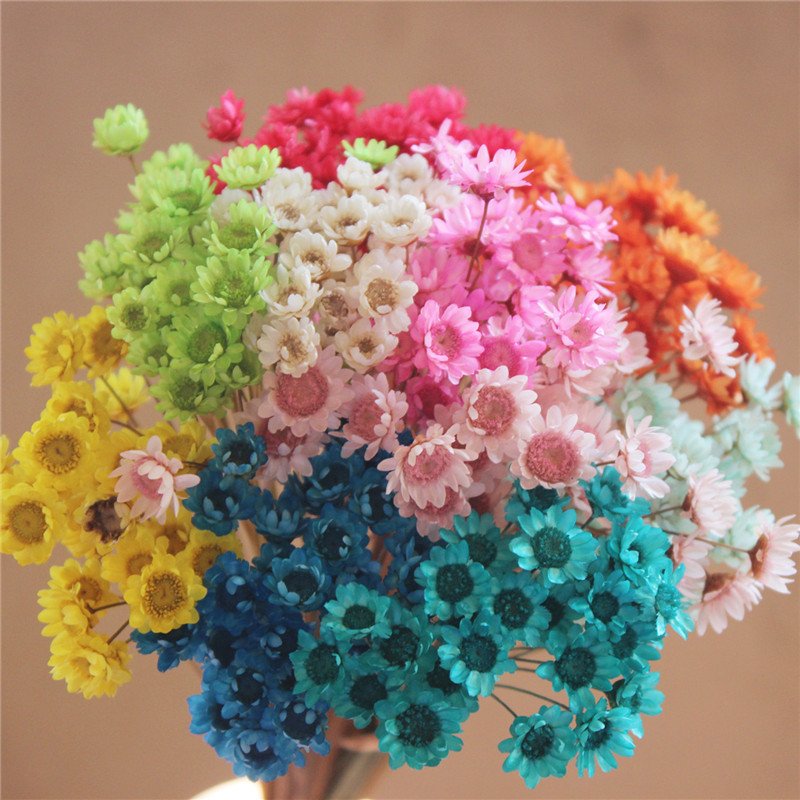 mini dried look natural dry flowers brazilian small star daisy