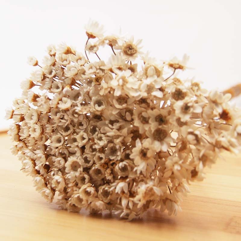 mini dried look natural dry flowers brazilian small star daisy