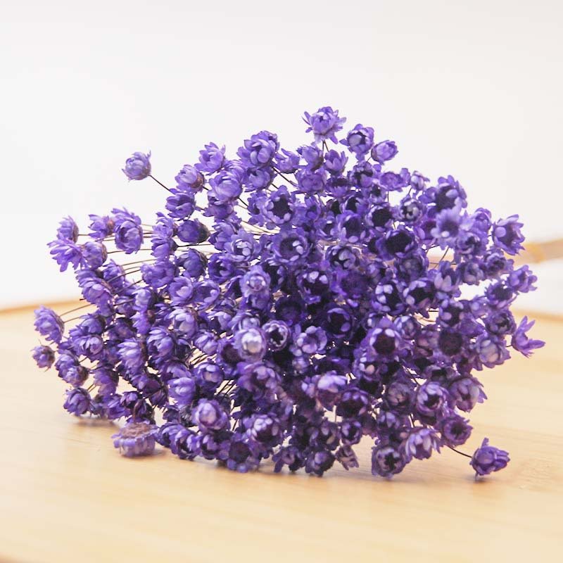 mini dried look natural dry flowers brazilian small star daisy
