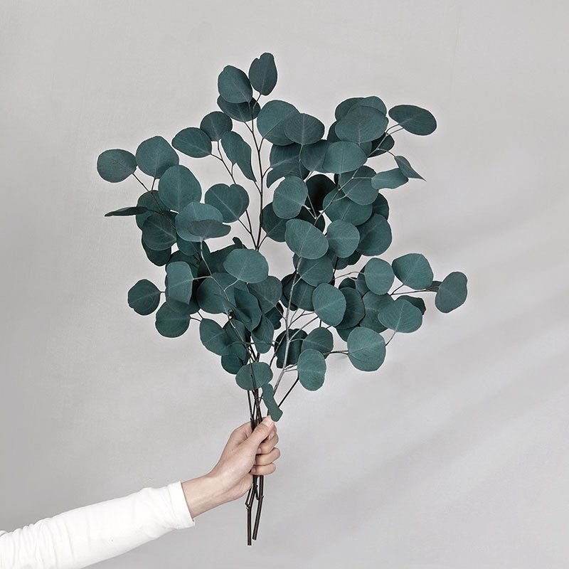 Wholesale dried flowers silver dollar eucalyptus preserved eucalyptus for wedding decor