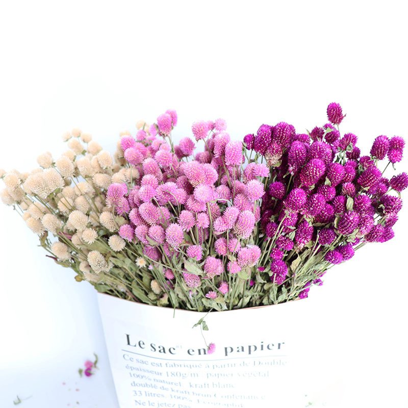 Dried Flower Thousand Day Red High End Decorative Dried Flowers Preserved Dried Gomphrena Globosa For Bonsai Decor