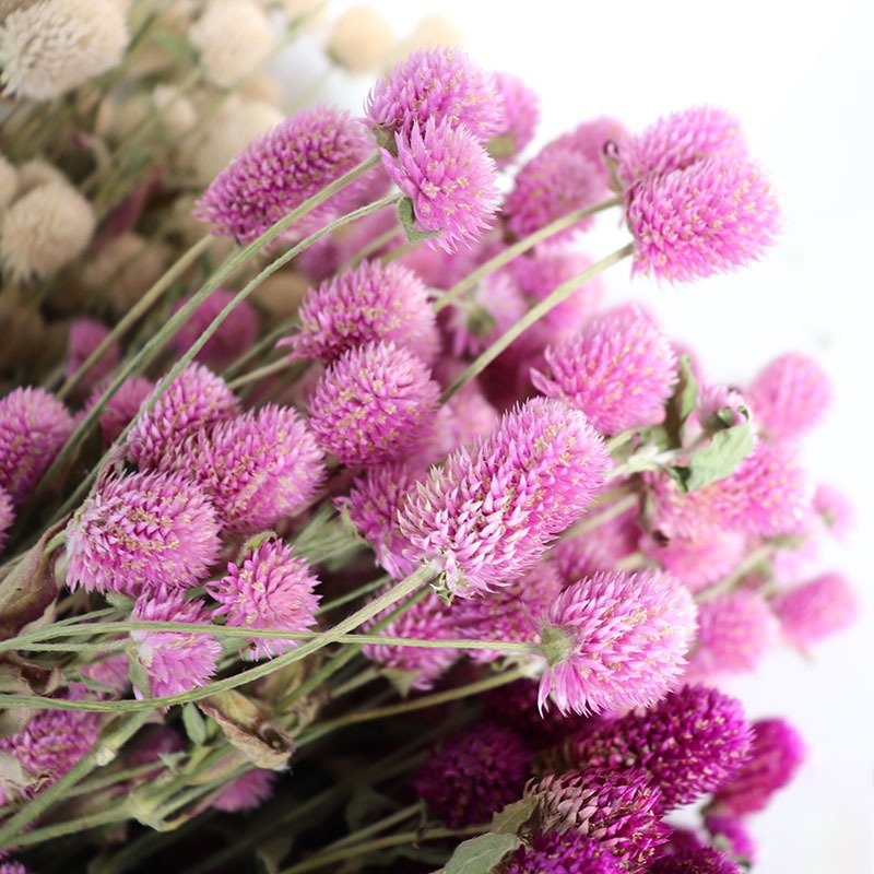 Dried Flower Thousand Day Red High End Decorative Dried Flowers Preserved Dried Gomphrena Globosa For Bonsai Decor