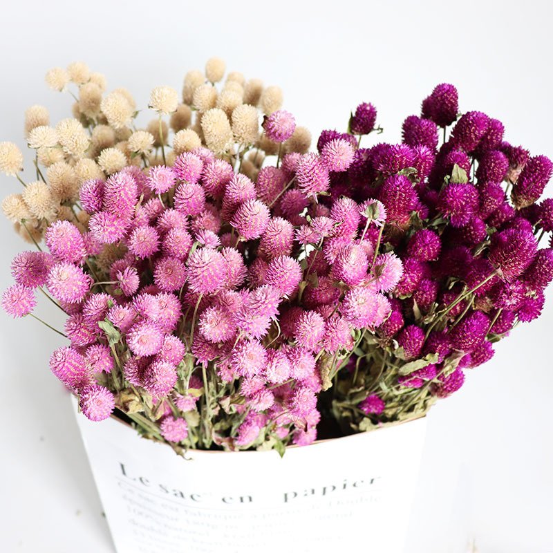 Dried Flower Thousand Day Red High End Decorative Dried Flowers Preserved Dried Gomphrena Globosa For Bonsai Decor