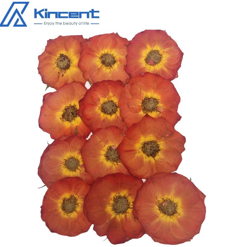 Dried Pressed Rose 4-6cm Natual Real Rose Dried Flowers For Crafts Art Resin