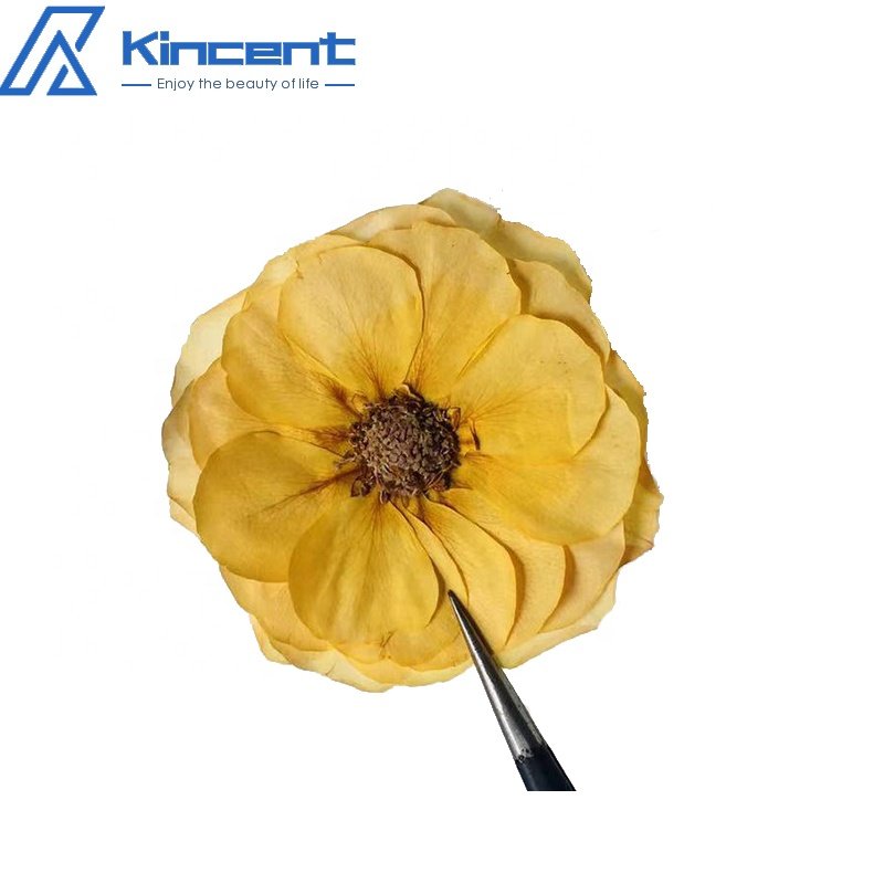 Dried Pressed Rose 4-6cm Natual Real Rose Dried Flowers For Crafts Art Resin