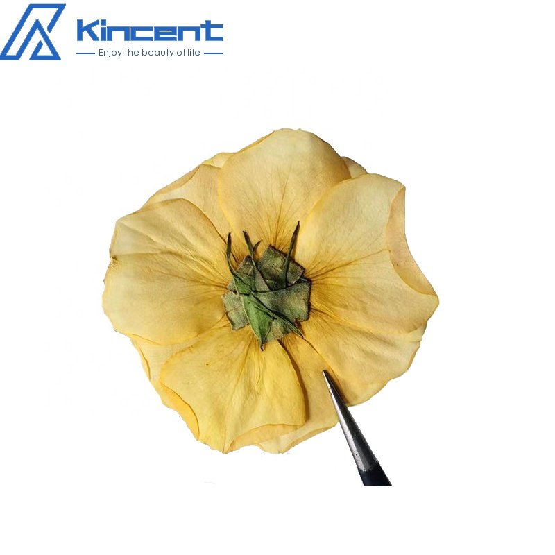 Dried Pressed Rose 4-6cm Natual Real Rose Dried Flowers For Crafts Art Resin