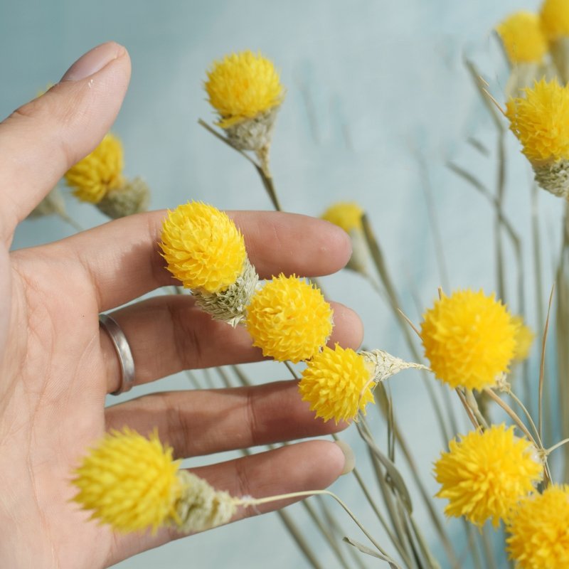 SumFlora new product natural dried flowers Globe amaranth for decoration