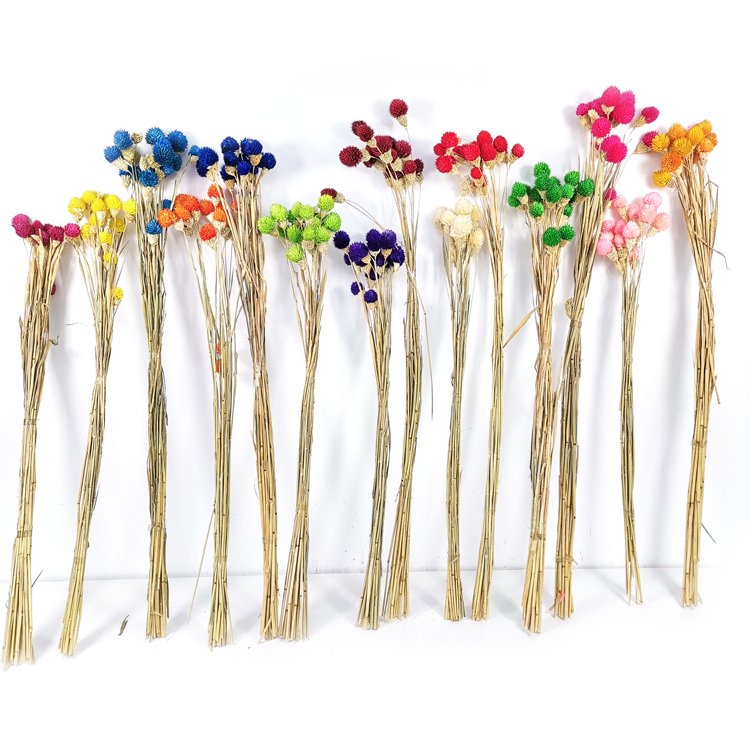 SumFlora new product natural dried flowers Globe amaranth for decoration