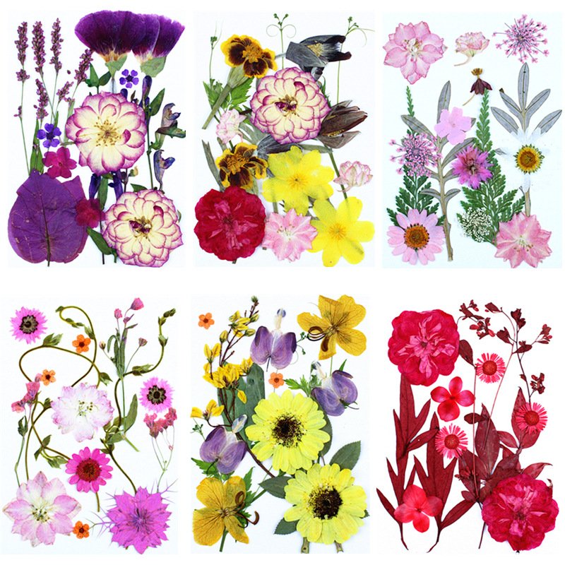 Wholesale New Style Mixed Multiple 15pcs/Pack Dried Pressed Flowers Letter Pressed Enveloped Invitation Dried Flower