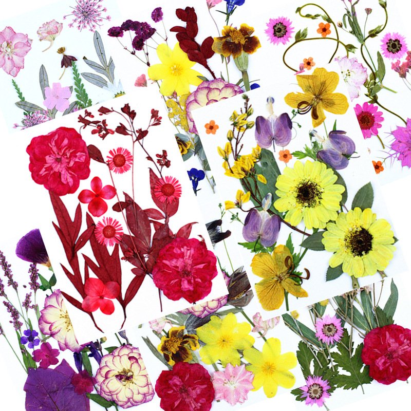 Wholesale New Style Mixed Multiple 15pcs/Pack Dried Pressed Flowers Letter Pressed Enveloped Invitation Dried Flower