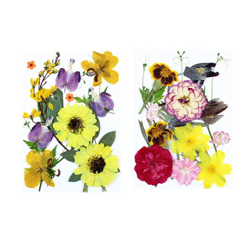 Wholesale New Style Mixed Multiple 15pcs/Pack Dried Pressed Flowers Letter Pressed Enveloped Invitation Dried Flower