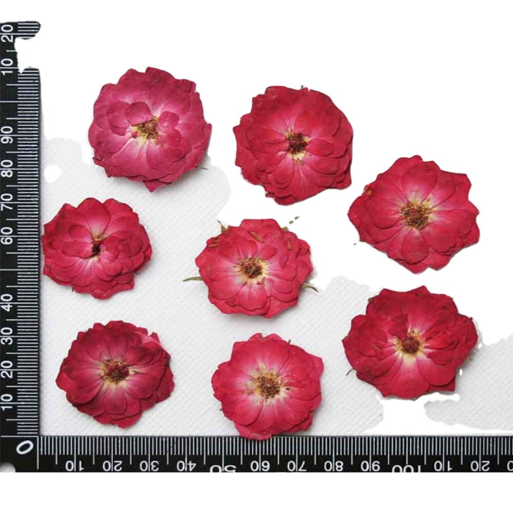 Roses Pressed Flowers Epoxy Dried Flower Decoration New Fashion New Year Flowers & Wreaths Real Plants Fashional 7-15 Days