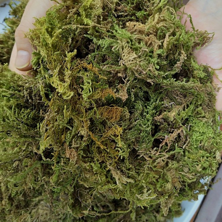Dried Moss Quality Natural Muscus Dry Musci For Dried Flower Preserved Flower Gift Box Wreath Potted Plant Wedding Decor
