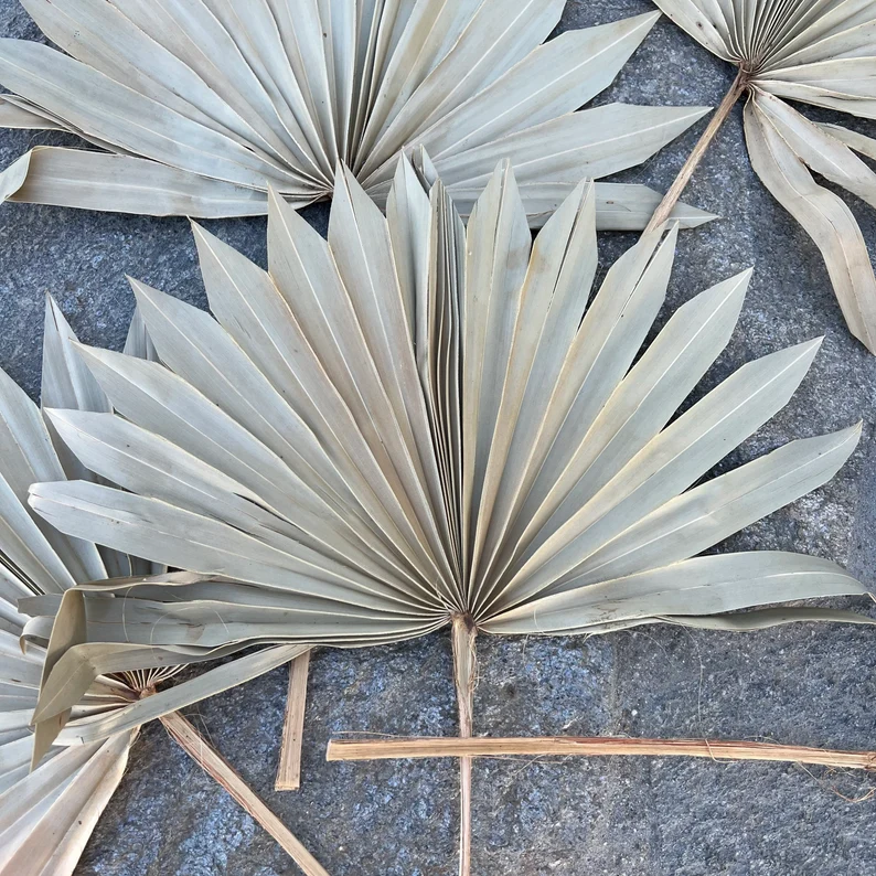Z-3 Palm leaves Dried sun palm leaves wedding flowers home decor Dried Sun Palm Leaf Fans 16" Tall