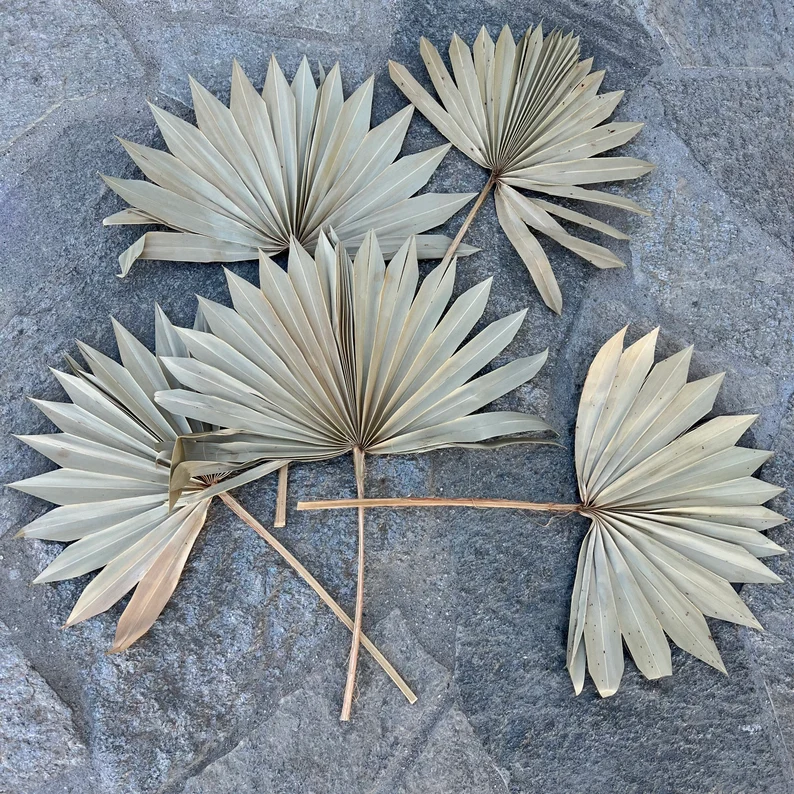 Z-3 Palm leaves Dried sun palm leaves wedding flowers home decor Dried Sun Palm Leaf Fans 16" Tall
