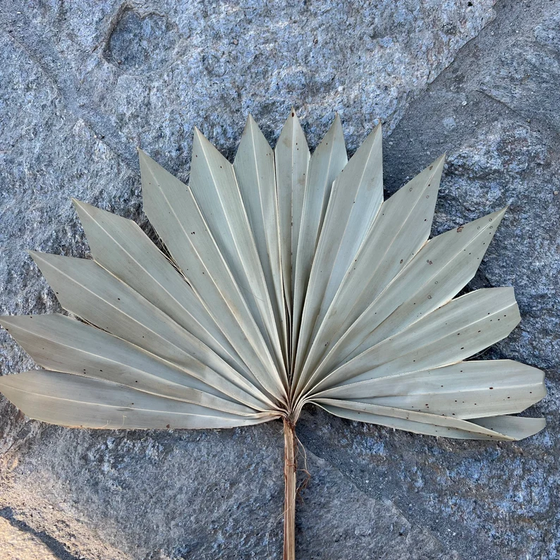 Z-3 Palm leaves Dried sun palm leaves wedding flowers home decor Dried Sun Palm Leaf Fans 16" Tall