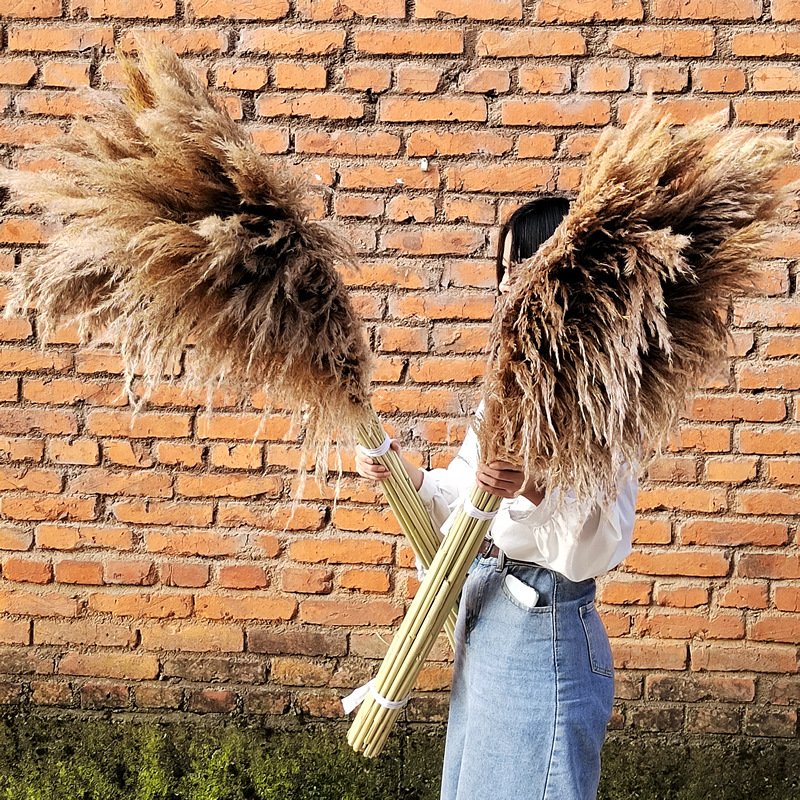 G2 Large Pampas Grass Decor Dried Flowers Qedding Decoration Immortal Flower Shooting Props Big Pampas Grass
