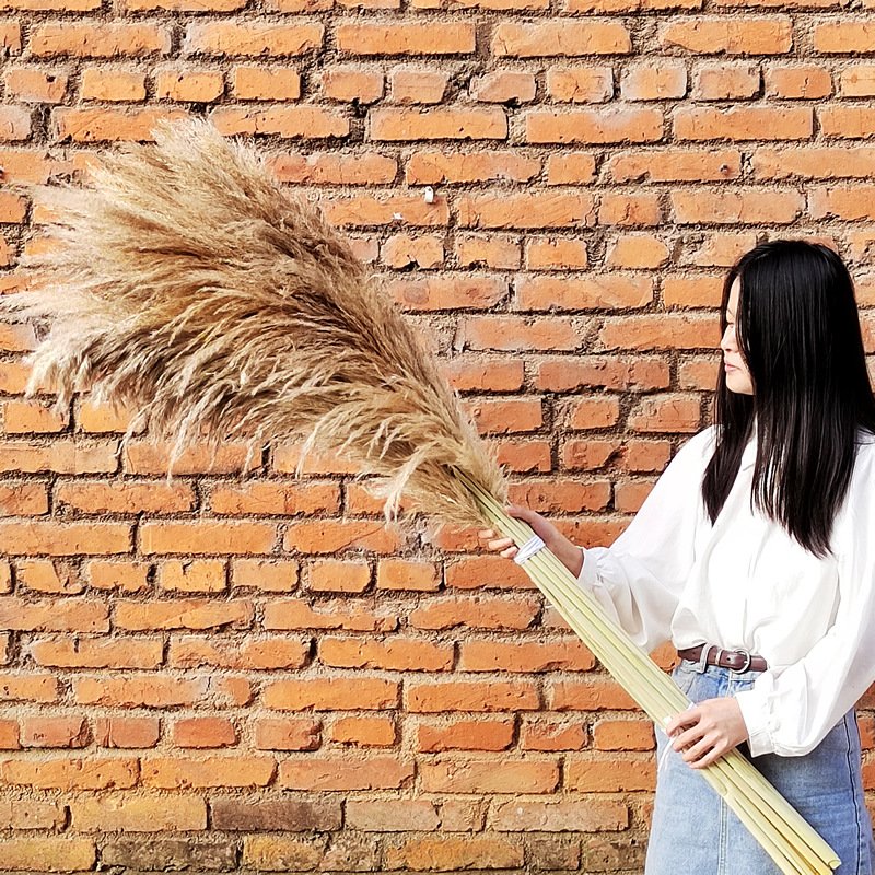 G2 Large Pampas Grass Decor Dried Flowers Qedding Decoration Immortal Flower Shooting Props Big Pampas Grass
