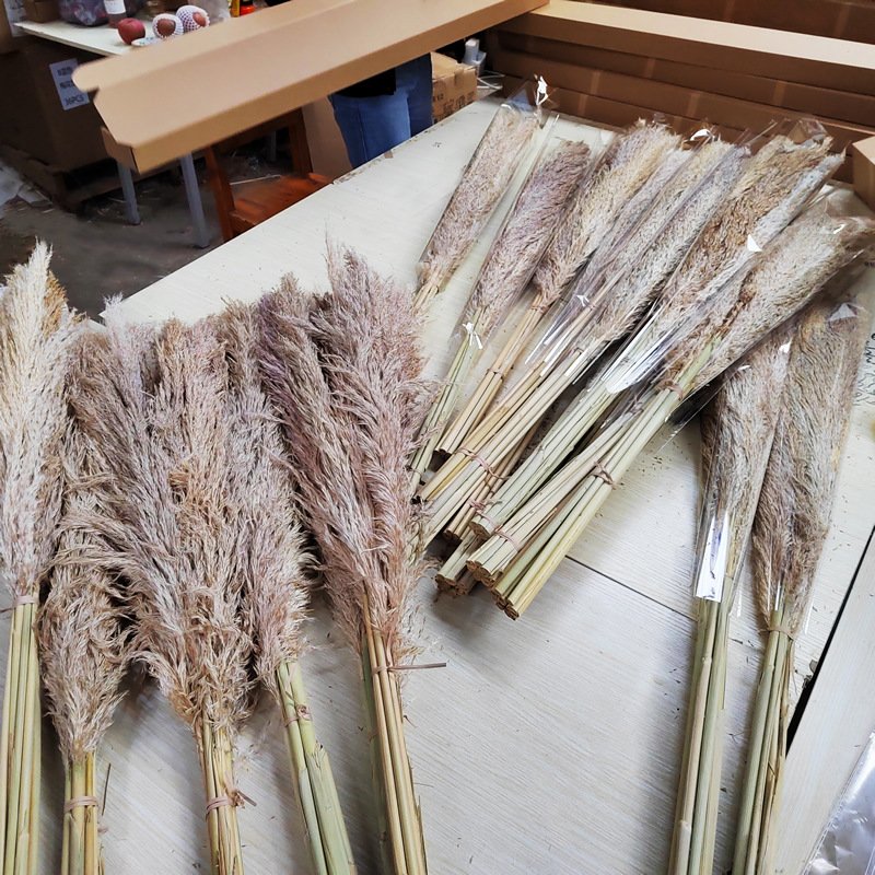G2 Large Pampas Grass Decor Dried Flowers Qedding Decoration Immortal Flower Shooting Props Big Pampas Grass