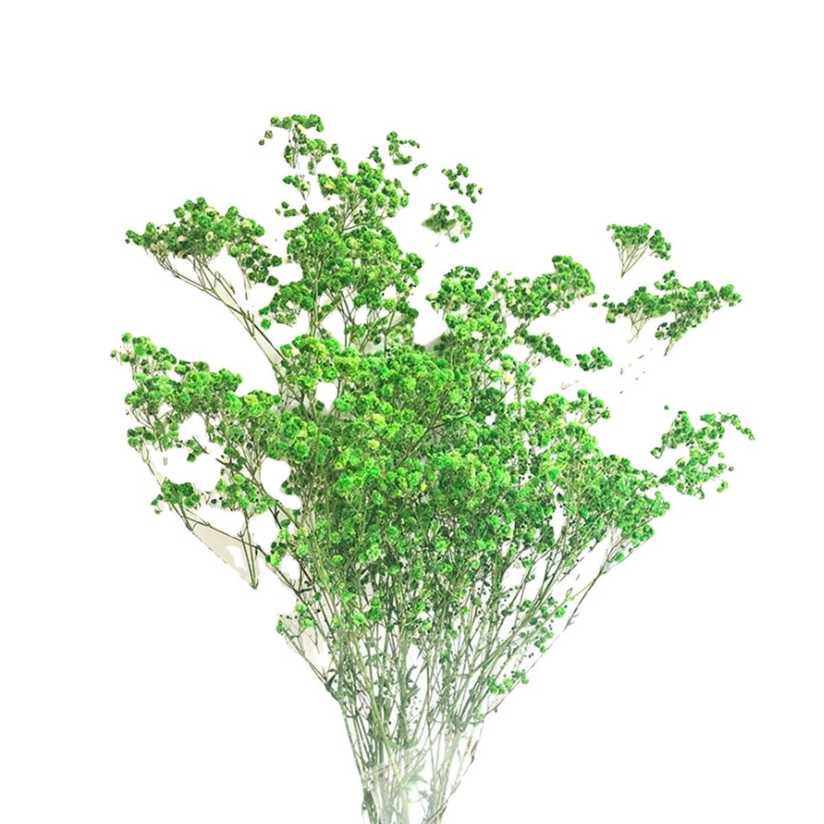 Dried Flower Decoration Gypsophila Preserved Dried Babysbreath Flower Gypsophila For Wedding