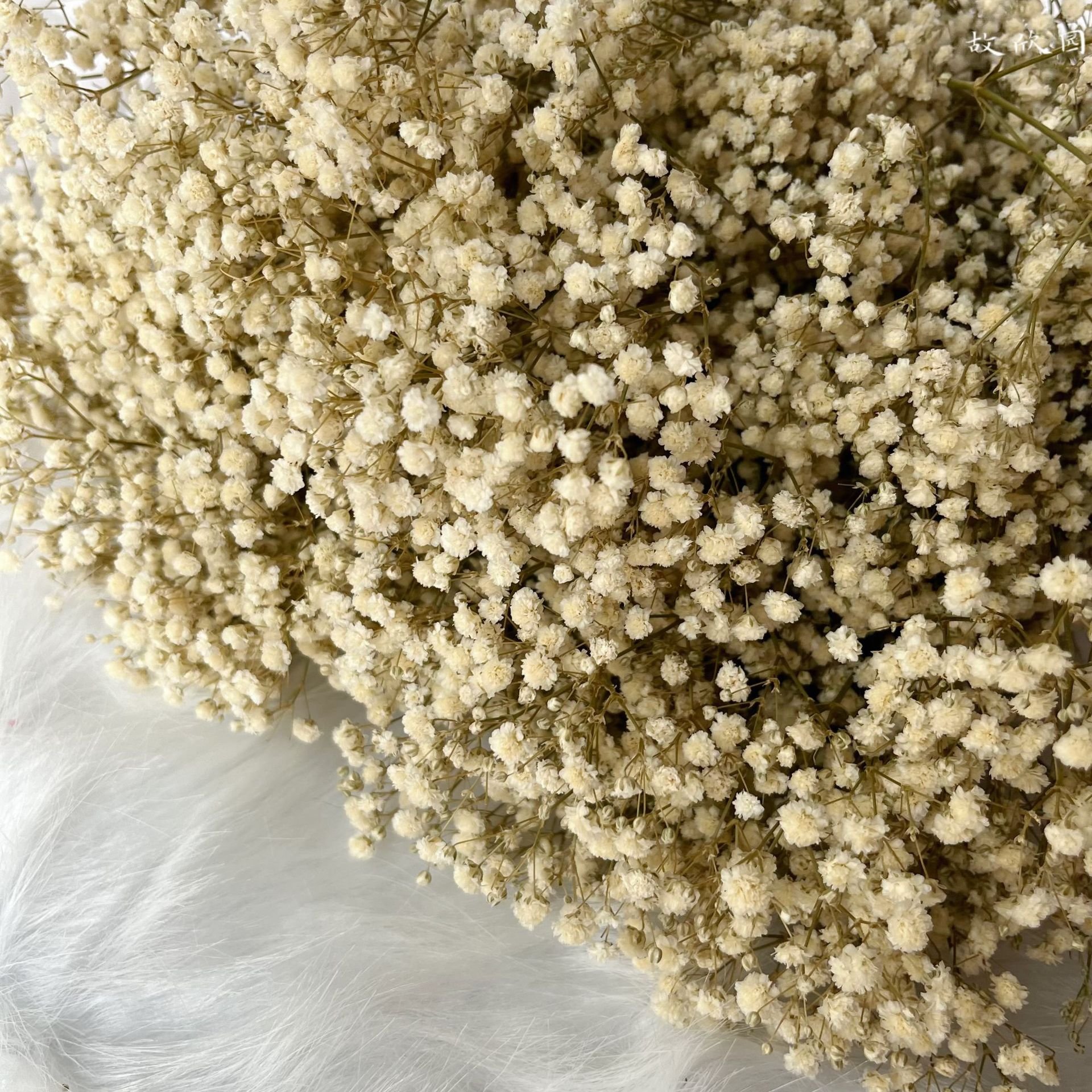 Dried Flower Decoration Gypsophila Preserved Dried Babysbreath Flower Gypsophila For Wedding