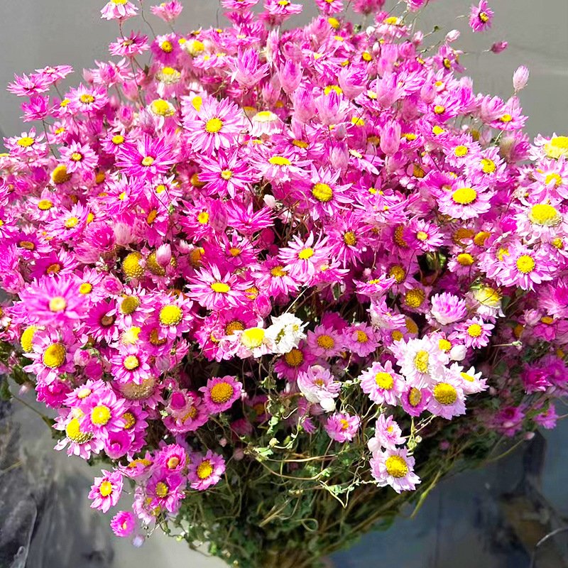White and Pink Wedding Decoration Dried Rodanthe White Pink Daisies for Home Decor