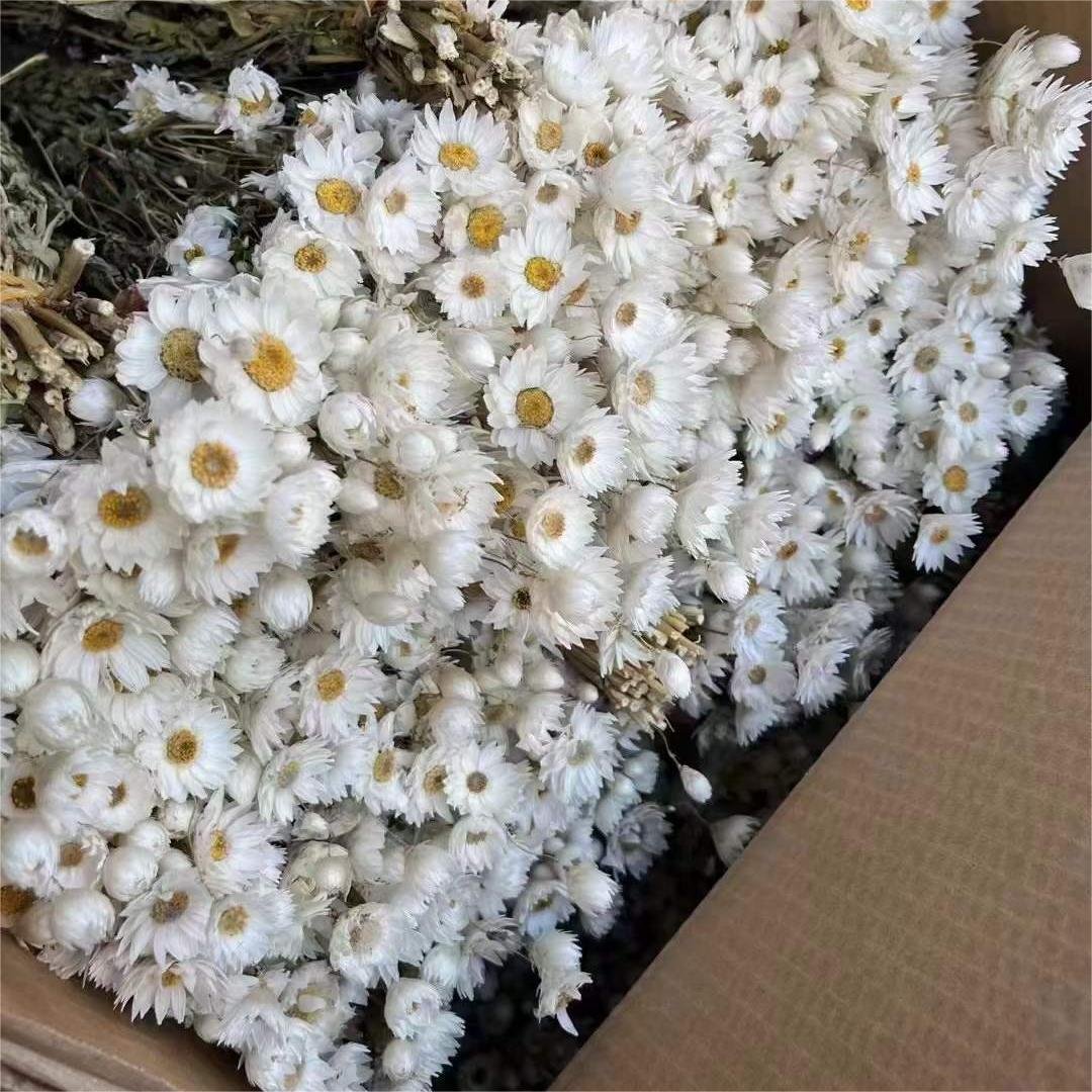 White and Pink Wedding Decoration Dried Rodanthe White Pink Daisies for Home Decor