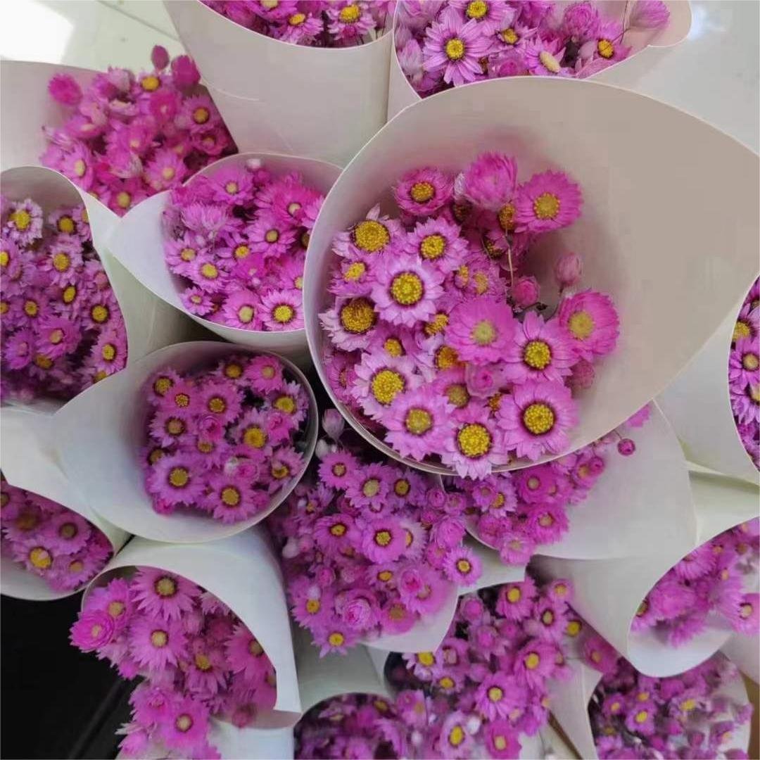 White and Pink Wedding Decoration Dried Rodanthe White Pink Daisies for Home Decor