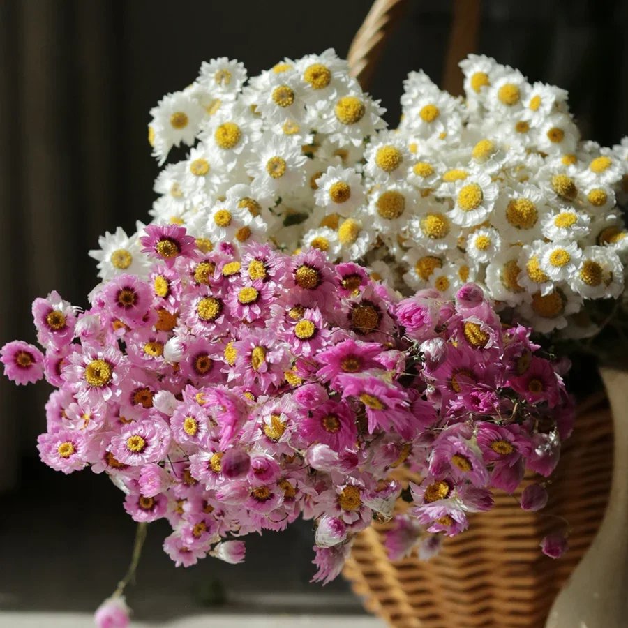 White and Pink Wedding Decoration Dried Rodanthe White Pink Daisies for Home Decor