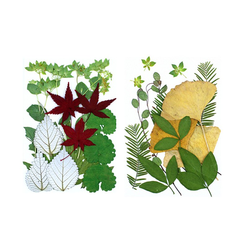 Factory Supply Mixed Multiple Dried Flower Plants Embossed Material True Leaf Plant Specimen Real Dry Pressed Flower Resin